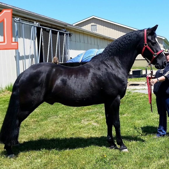 Meet your Posher, Madison - Picture 1 of 1